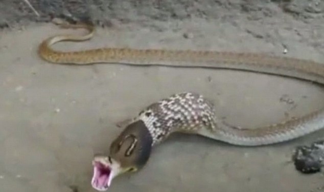 Кобре пришлось вернуть 3 украденных яйца. Зрелище не для слабонервных