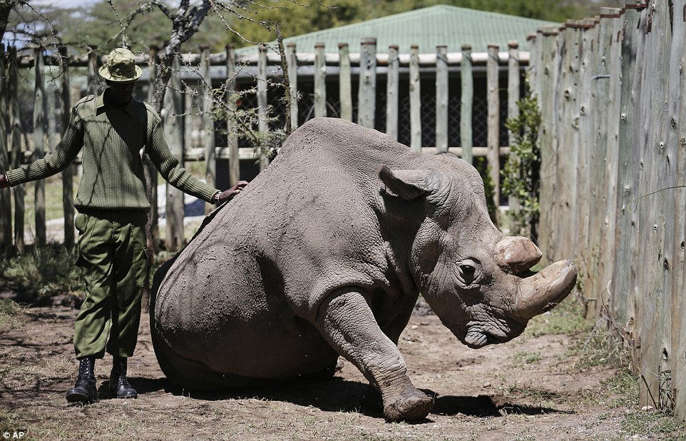 Конец вида: последний самец северного белого носорога умер в Кении 9