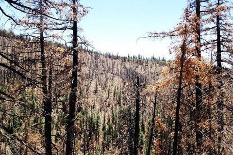 На Волыни дерево раздавило мужчину