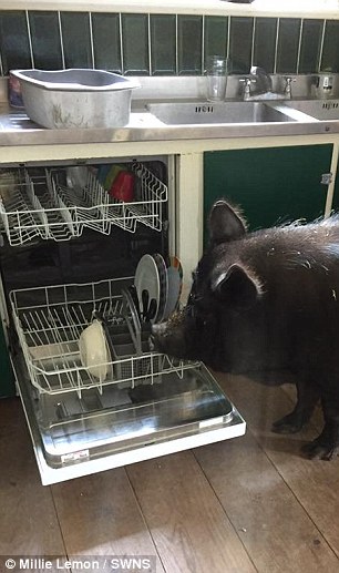Английская семья приютила свинью-беглянку – теперь она живет в доме и вымахала до 127 кг 13