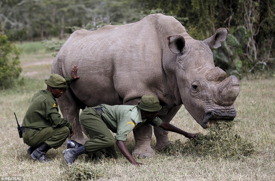 Конец вида: последний самец северного белого носорога умер в Кении 11