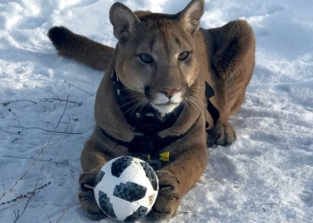 Пара россиян взяла из зоопарка больного котенка пумы. Посмотрите, какой красавец вырос!