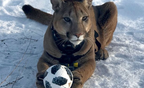 Пара россиян взяла из зоопарка больного котенка пумы. Посмотрите, какой красавец вырос!