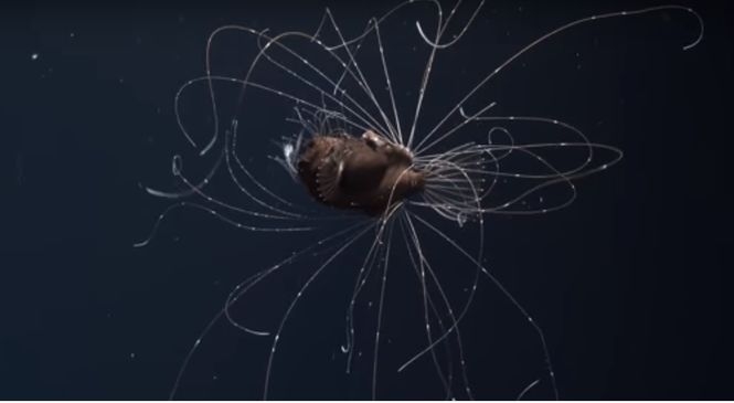 Раньше никогда. Ученые сняли морского черта на глубине 800 метров