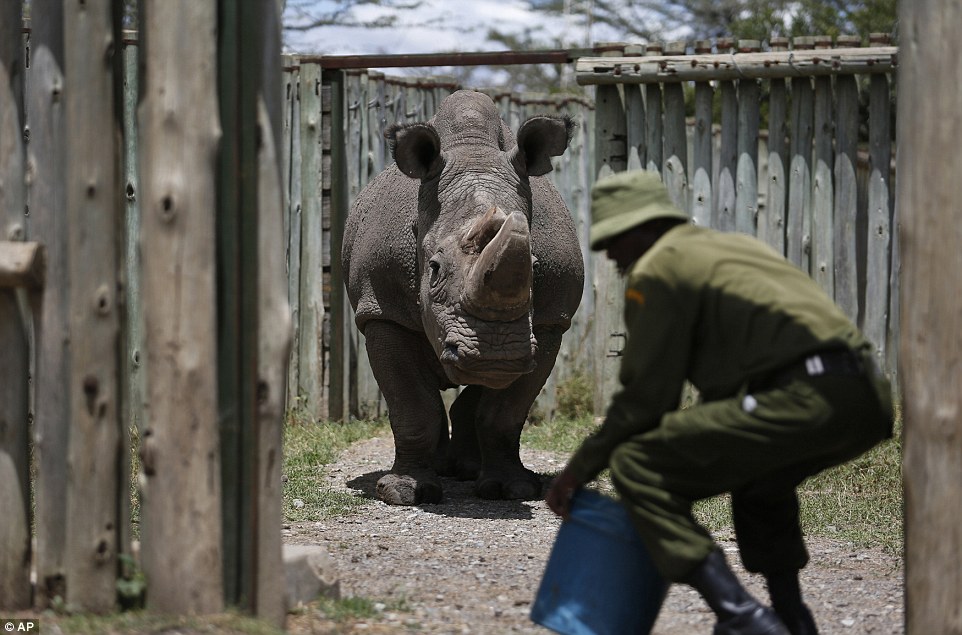 Конец вида: последний самец северного белого носорога умер в Кении 13