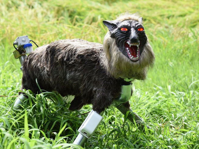 Японцы создали робота-волка - отпугивать диких кабанов от полей. Успешно 1