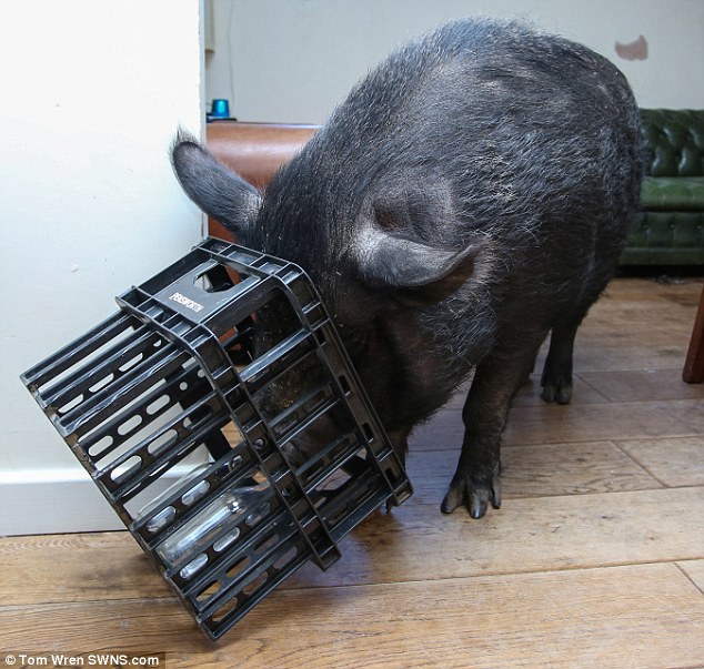 Английская семья приютила свинью-беглянку – теперь она живет в доме и вымахала до 127 кг 17