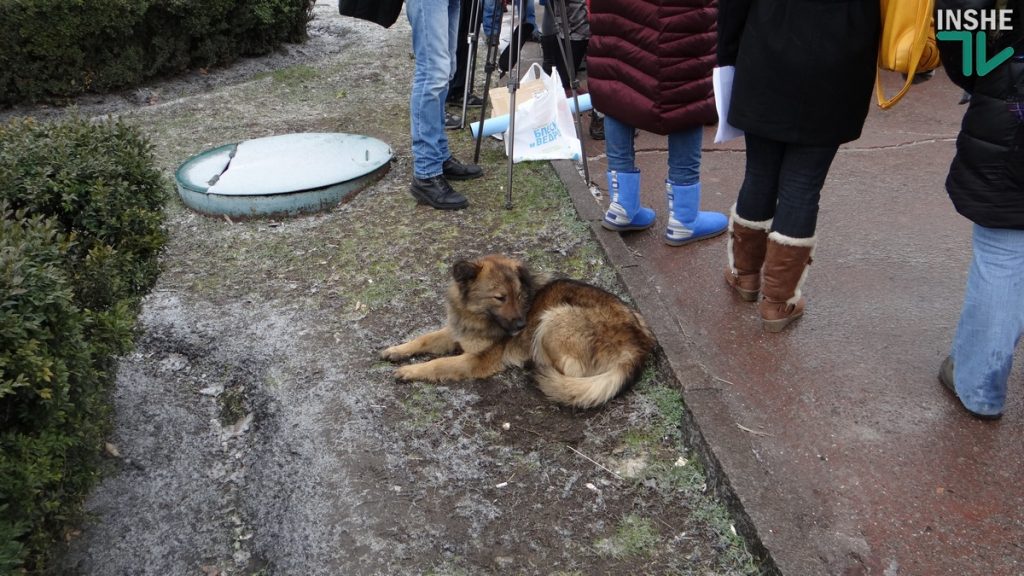 За город без укушенных. В Николаеве пострадавшие от укусов бездомных собак требовали гарантий безопасности 15