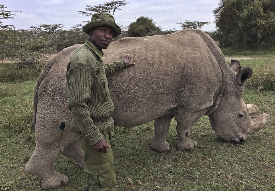 Конец вида: последний самец северного белого носорога умер в Кении 17