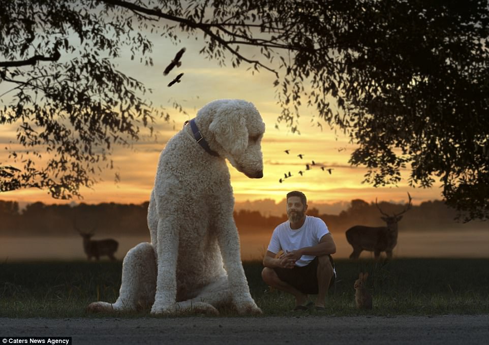 Американец стал хитом Instagram после того, как он превратил свою собаку в семифутового гиганта в серии странных фотографий, снятых в Photoshop 19