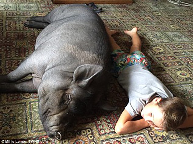 Английская семья приютила свинью-беглянку – теперь она живет в доме и вымахала до 127 кг 19