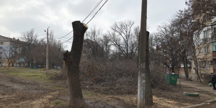 В Николаеве при кронировании обрезали до ствола здоровые деревья – экоинспекция и полиция проверят законность вырубки