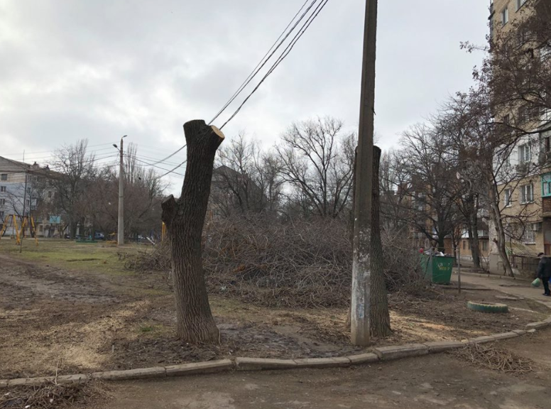 В Николаеве при кронировании обрезали до ствола здоровые деревья - экоинспекция и полиция проверят законность вырубки 1