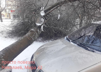 В Николаеве непогода повалила дерево перед капотом припаркованного автомобиля
