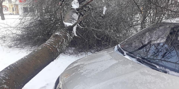 В Николаеве непогода повалила дерево перед капотом припаркованного автомобиля