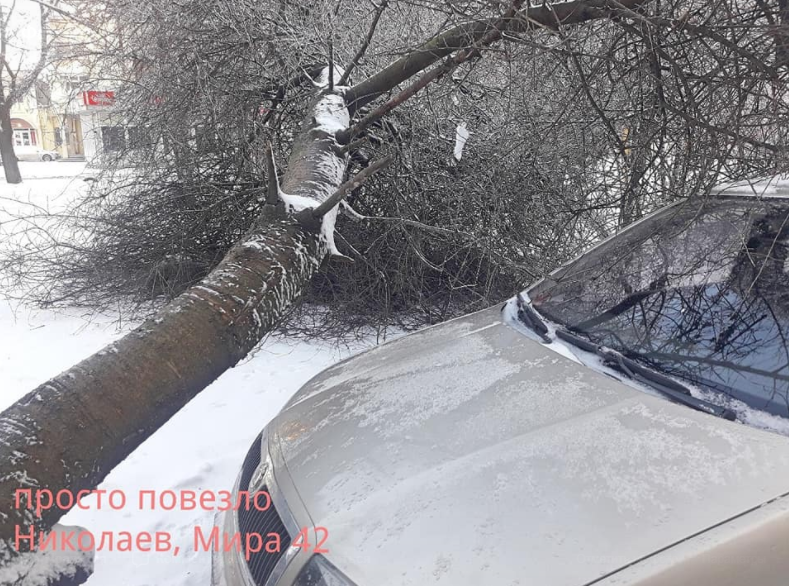 В Николаеве непогода повалила дерево перед капотом припаркованного автомобиля 2