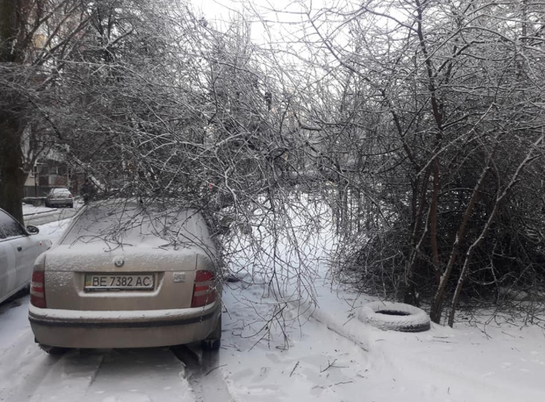 В Николаеве непогода повалила дерево перед капотом припаркованного автомобиля 6