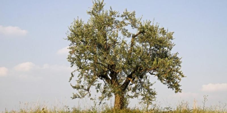 7 деревьев, возраст которых превысил 2 000 лет