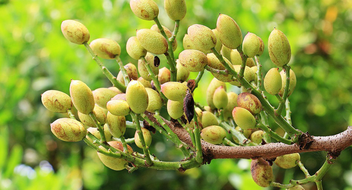 Ореховый бум. Украинские фермеры осваивают фисташки и другим советуют