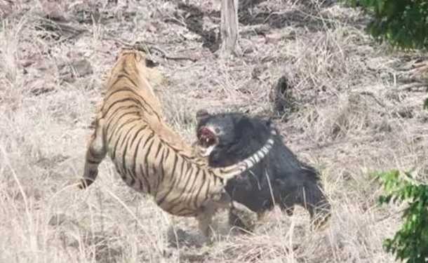 Медведица отбила своего детеныша у тигра – в Индии сняли редкое видео