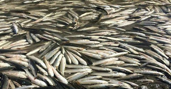 Из-за гибели пеленгаса. В Запорожской области пересчитали ущерб, причиненный ООО “Техморгидрострой Николаев”, – до 93 млн.грн.