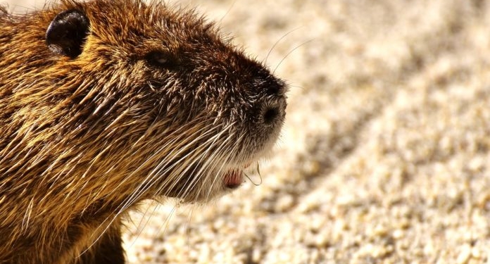 Не только мясо, но и мех: выращивать нутрий в два раза выгоднее, чем свиней