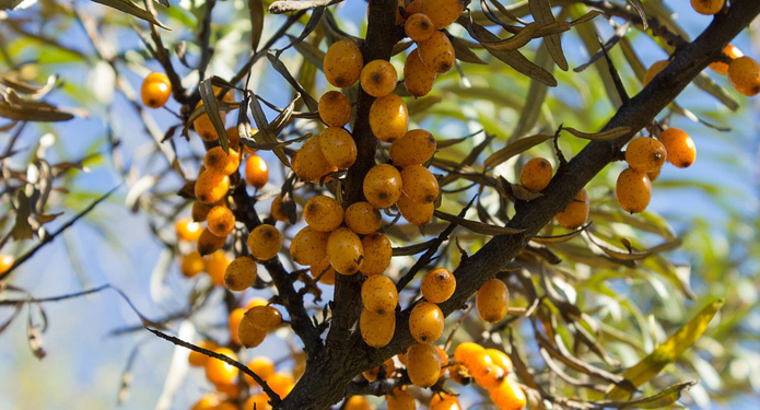 В Украине бум на облепиху. Саженцы уже заказаны на год вперед