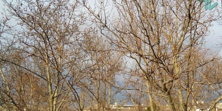 Завтра в Украине без существенных осадков, температура до +10