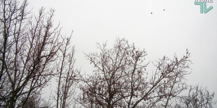 Завтра в Украине небольшие дожди, температура +15