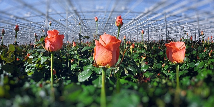 Поставщики весны:  большинство роз, которые были проданы в праздники, вырастили в трех украинских компаниях