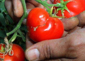 В Украину не пропустили очень  опасную моль из Турции