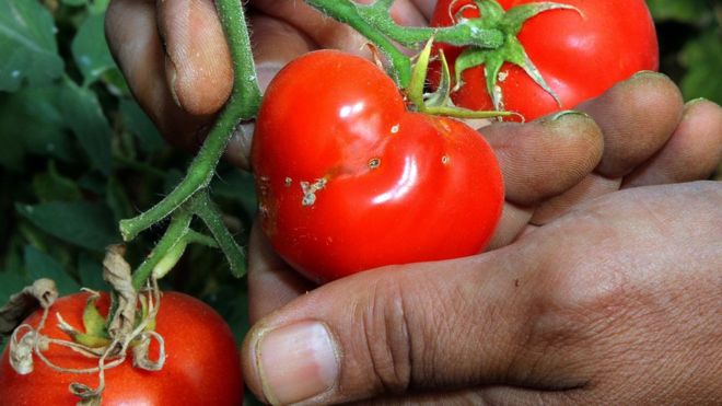 В Узбекистане утверждают, что вырастили томаты, вырабатывающие антиген COVID-19 1
