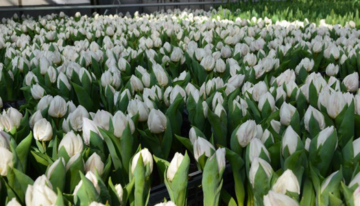 Таки весна. В Киеве на клумбы готовятся высадить 13 млн. цветов