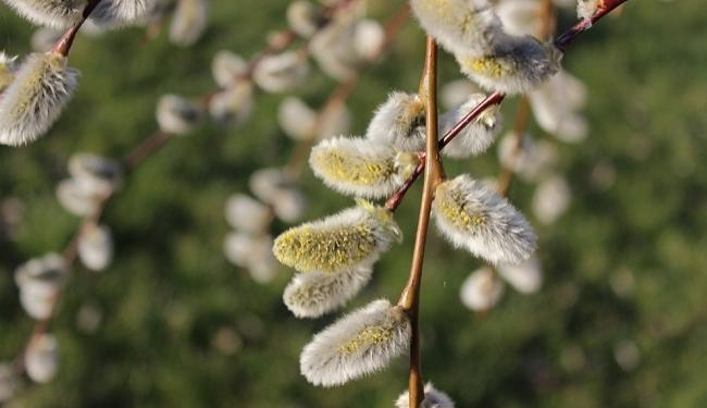 Завтра Вербное воскресение: приметы и традиции этого дня
