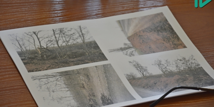 Подрядчик при ремонте трассы Калиновка — Снигиревка уничтожил 157 деревьев – работы остановлены, полиция начала проверку