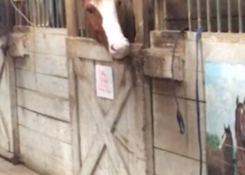 Хозяин, ты точно хорошо закрыл денник? Лошади умеют пользоваться головой