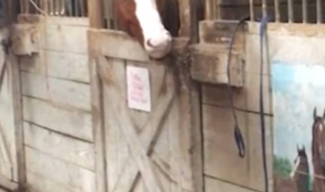 Хозяин, ты точно хорошо закрыл денник? Лошади умеют пользоваться головой