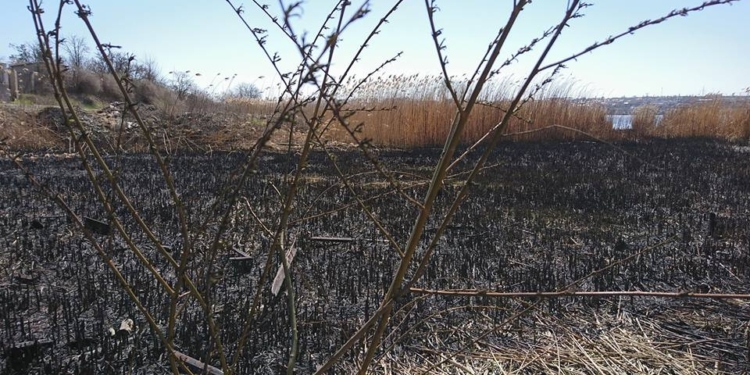 Депутат Николаевского горсовета помог потушить пожар у соседей, который вспыхнул из-за поджога неизвестными камышей
