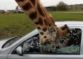 Главное, что животное не пострадало: туристы в сафари-парке решили отгородиться от жирафа, заинтересовавшегося их едой в автомобиле, оконным стеклом