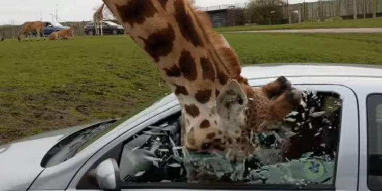 Главное, что животное не пострадало: туристы в сафари-парке решили отгородиться от жирафа, заинтересовавшегося их едой в автомобиле, оконным стеклом