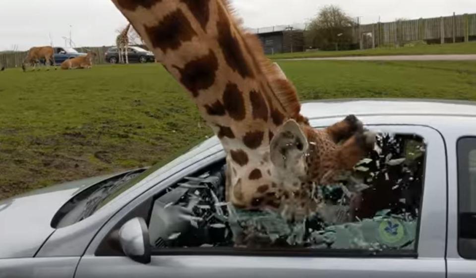 Главное, что животное не пострадало: туристы в сафари-парке решили отгородиться от жирафа, заинтересовавшегося их едой в автомобиле, оконным стеклом 1