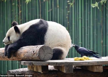 Наглая птица: ворона решила, что ее гнездо должно быть выстлано мехом панды из «того самого места»