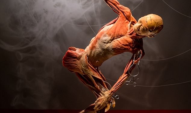 Китайскую выставку «Реальные тела» подозревают в использовании трупов замученных членов религиозной секты Фалуньгун