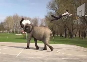 Идеальный данк. Но нашим баскетболистам не подойдет – тут слон нужен