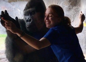 «Делай, как я!»: в американском зоопарке хранитель добился удивительного контакта со своей подопечной гориллой