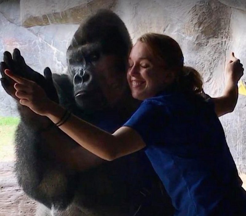 «Делай, как я!»: в американском зоопарке хранитель добился удивительного контакта со своей подопечной гориллой 1
