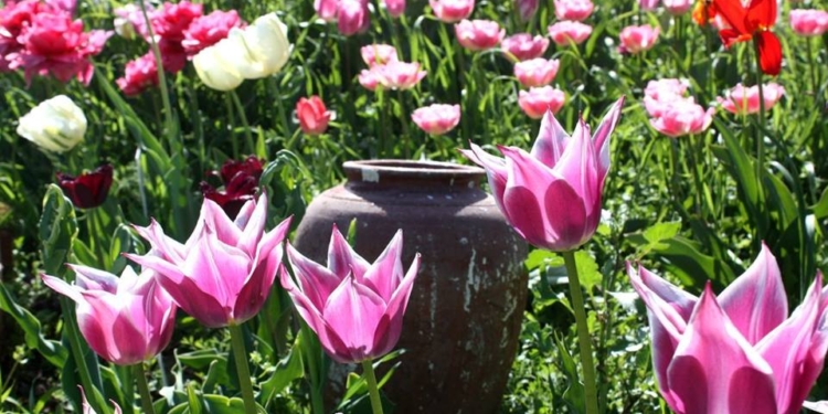 В Николаеве «Тюльпановая радуга» распахнет свои двери в четвертый раз