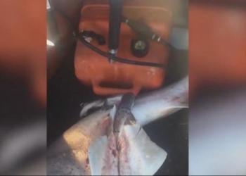 Австралийский рыбак дал шанс на жизнь 98 акулятам