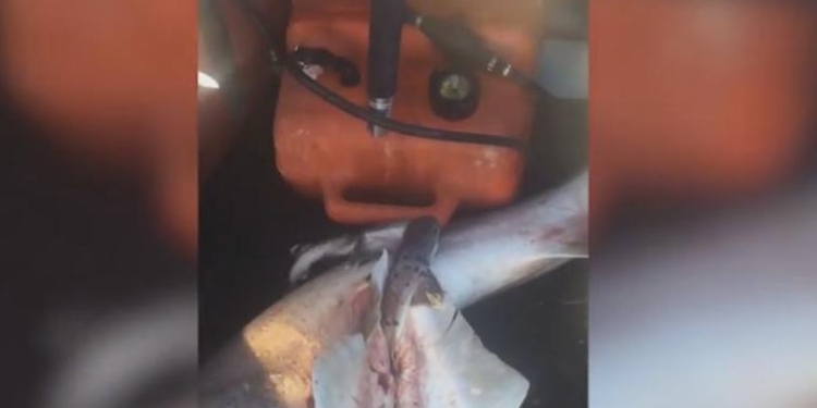 Австралийский рыбак дал шанс на жизнь 98 акулятам