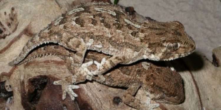 Где логика? Спасенных шведской полицией из рук контрабандистов более 500 рептилий умертвили в жидком азоте, потому что им не смогли найти пристанище